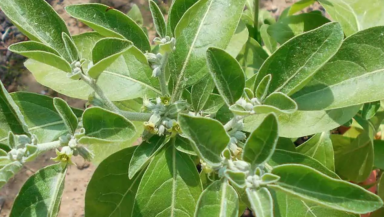 L’ashwagandha, cette plante millénaire originaire d’Inde, est bien plus qu’un simple complément alimentaire. Utilisée depuis des siècles en médecine ayurvédique, elle est aujourd’hui reconnue comme un super aliment aux multiples vertus. Mais en quoi cette plante adaptogène peut-elle réellement transformer votre approche de la nutrition ? Que vous cherchiez à réduire votre stress, améliorer votre sommeil, ou booster votre énergie, l’ashwagandha s’impose comme un allié incontournable pour une nutrition saine et équilibrée. Découvrez comment intégrer cette plante dans votre quotidien pour optimiser votre bien-être.